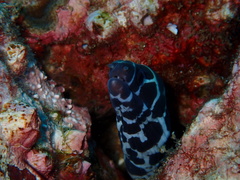 Gymnothorax favagineus