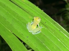 Cochranella granulosa