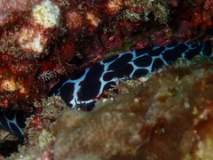 Gymnothorax favagineus