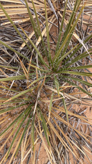 Yucca angustissima