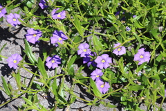 Scaevola striata