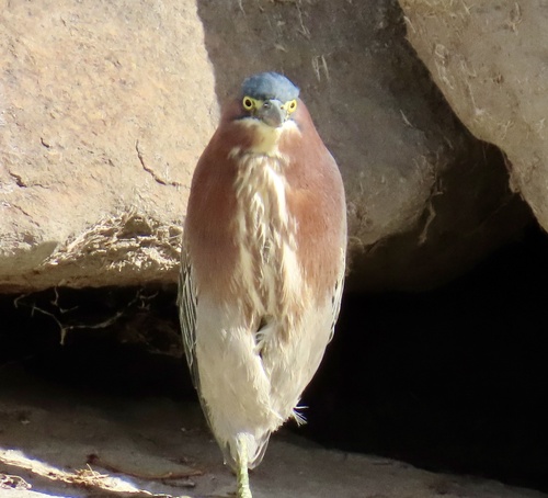 Green Heron photographed in California