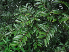 Glochidion hohenackeri