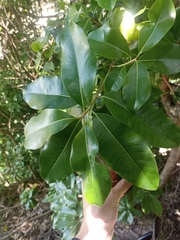 Planchonella costata