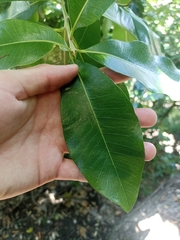 Planchonella costata