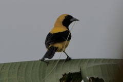 Icterus chrysater