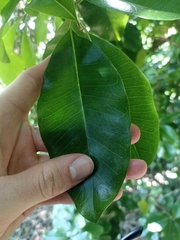 Planchonella costata