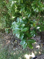 Planchonella costata