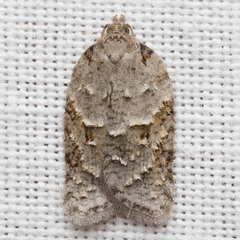 Acleris ptychogrammos