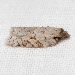 Acleris ptychogrammos