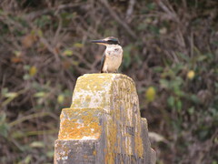 Todiramphus sanctus vagans