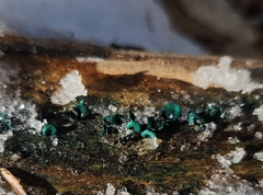 Chlorociboria