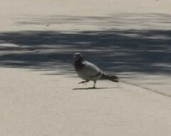 Columba livia domestica