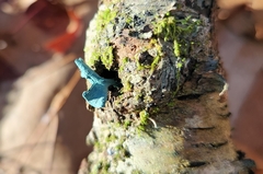 Chlorociboria