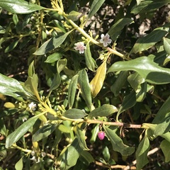 Myoporum laetum