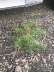 Eriodictyon capitatum