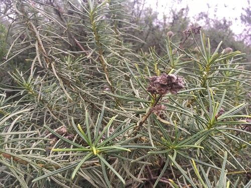 Eriodictyon capitatum, photograph 4