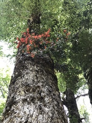 Peraxilla tetrapetala