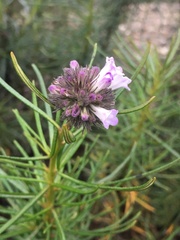 Eriodictyon capitatum