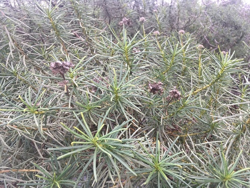 Lompoc yerba santa (Eriodictyon capitatum)