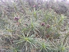 Eriodictyon capitatum