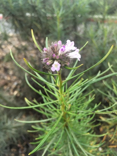 Lompoc yerba santa (Eriodictyon capitatum)