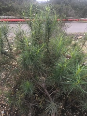 Eriodictyon capitatum