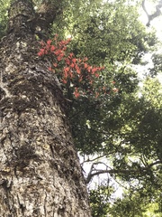 Peraxilla tetrapetala