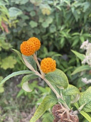 Buddleja globosa