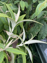 Buddleja globosa