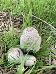 Coprinus comatus