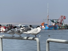 Thalasseus maximus
