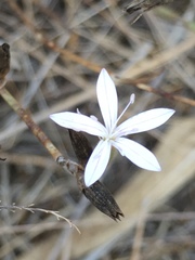 Dianthus strictus