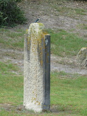 Todiramphus sanctus vagans