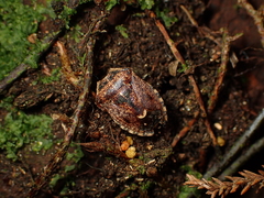 Cermatulus nasalis
