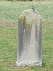 Todiramphus sanctus vagans