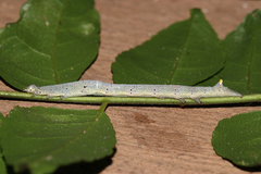 Macaldenia palumbiodes