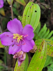 Melastoma septemnervium