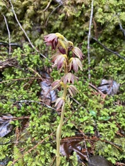 Corallorhiza striata