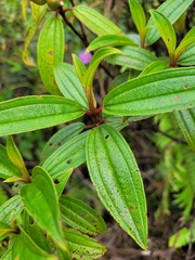 Melastoma septemnervium