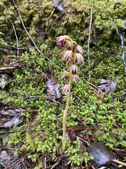 Corallorhiza striata