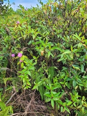 Melastoma septemnervium