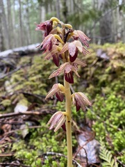 Corallorhiza striata