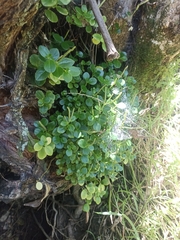 Peperomia urvilleana