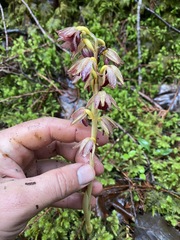 Corallorhiza striata