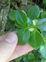 Peperomia urvilleana