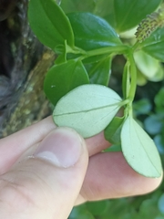 Peperomia urvilleana