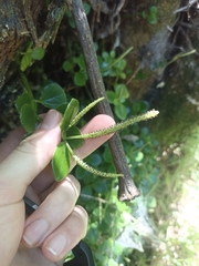 Peperomia urvilleana