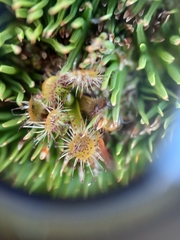 Drosera stenopetala