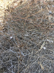 Dianthus strictus